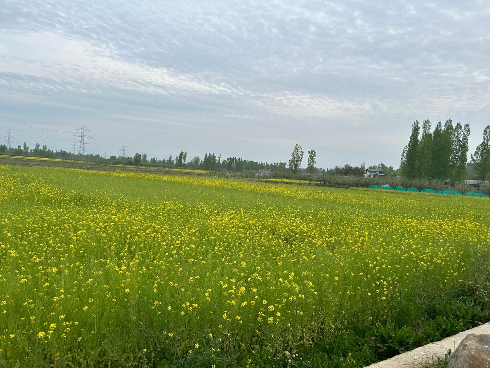 Green View Group Of Houseboats Srīnagar 외부 사진